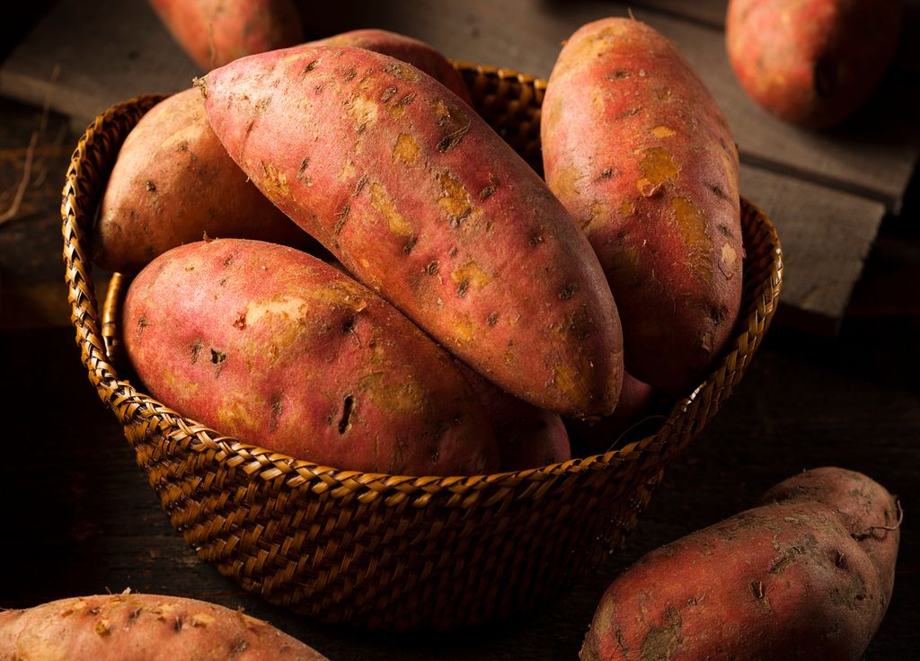 Vous pouvez aussi cultiver de la patate douce. Toutefois, elle préfère un climat relativement chaud tout au long de la saison. Vous pouvez aussi cultiver de la patate douce. Toutefois, elle préfère un climat relativement chaud tout au long de la saison.