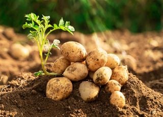 Les pommes de terre au potager : est-ce encore le moment de les planter ?