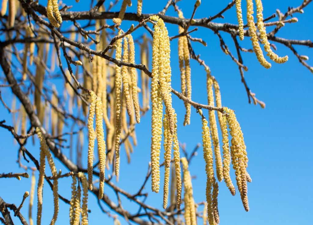 Les bétulacées entrent doucement en floraison.