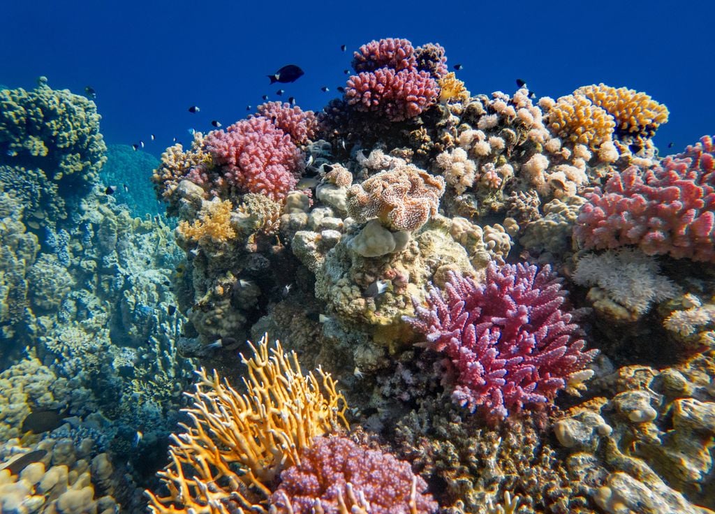 Los arrecifes de coral son el pretexto de los corales en el océano. Los arrecifes de coral son el pretexto de los corales en el océano.