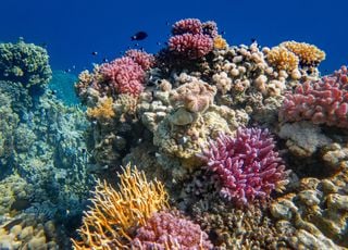 Los arrecifes de coral en declive: ¿podría preocuparnos este nuevo 