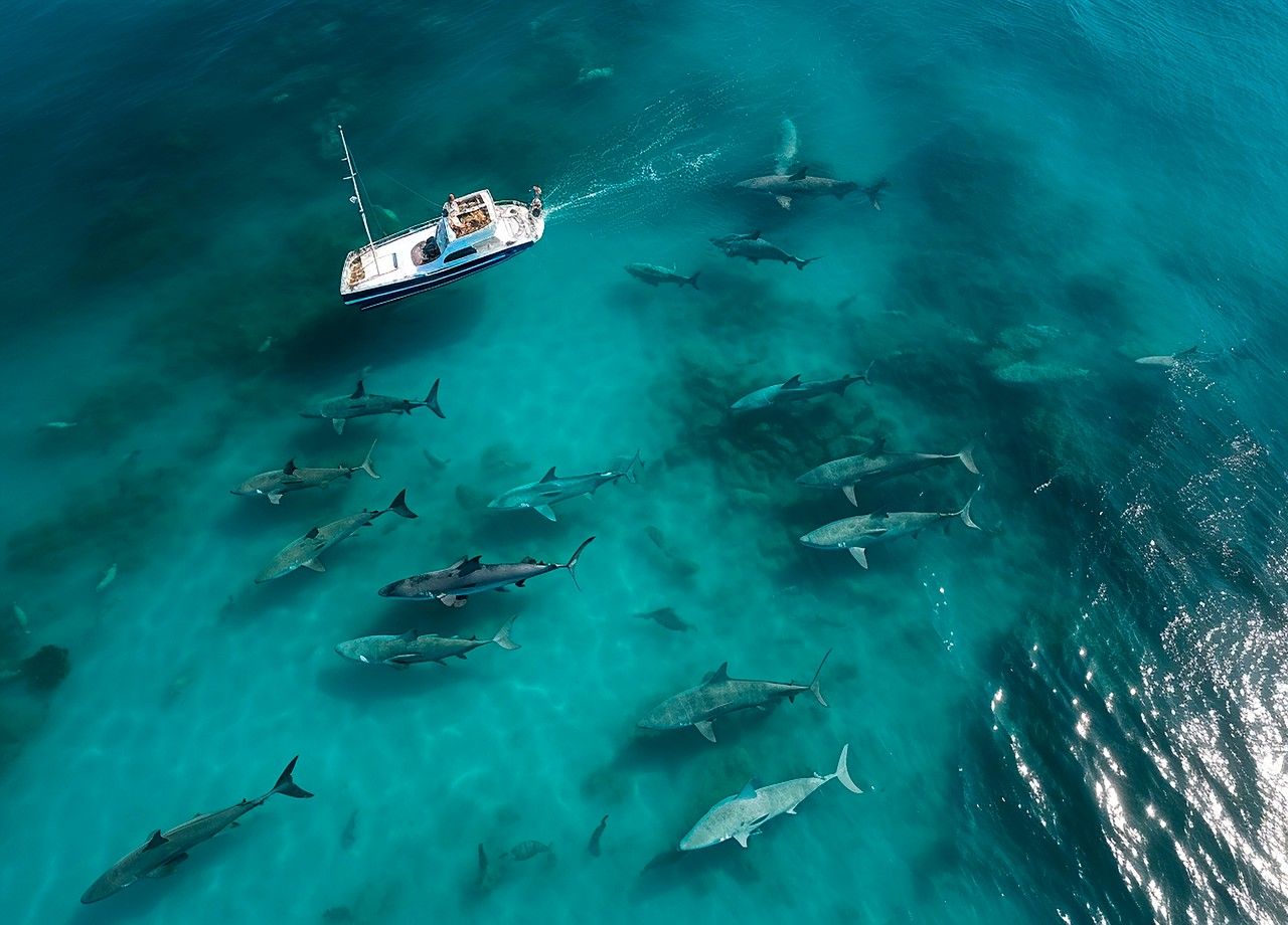 Tubarões estão mudando o seu comportamento em várias regiões do mundo e isso não é uma boa notícia