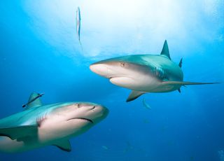 Requins : surpêche, attaques, ces chiffres vont vous étonner !