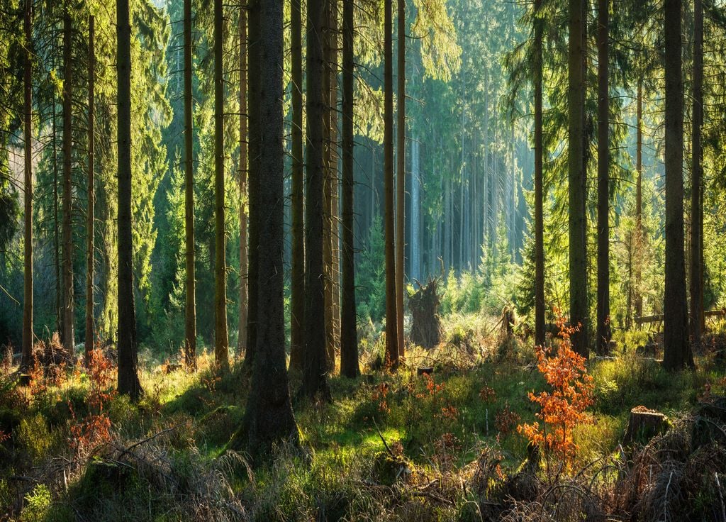 La simple protection des forêts ne suffira peut-être pas à inverser la tendance du réchauffement climatique.