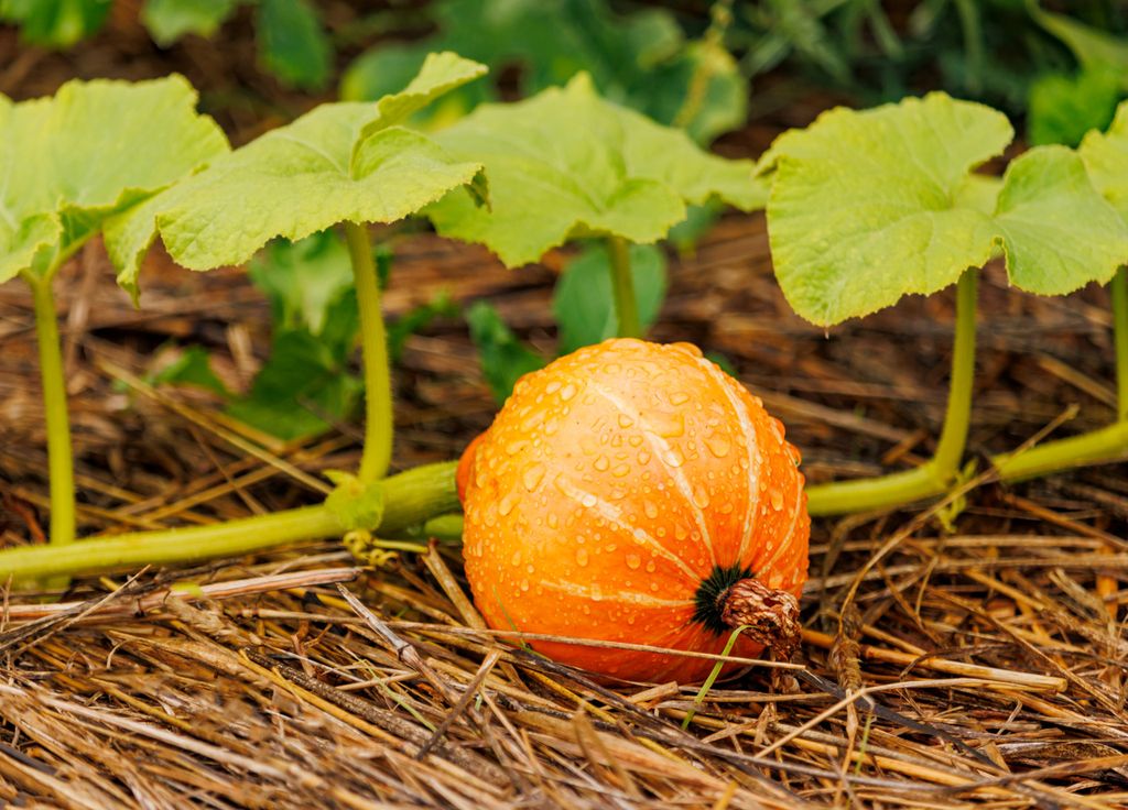 Les courges sont aussi à récolter avant l'arrivée des premières gelées.