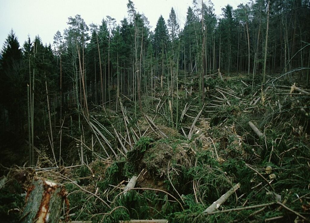 Tempête Lothar 1999 dégâts forêt