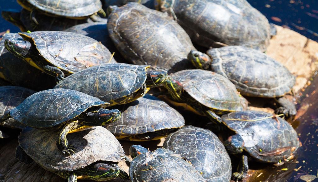 Les tortues de Floride, reconnaissables à leur ligne rouge sur les tempes, ont envahis les cours d'eau français. Les tortues de Floride, reconnaissables à leur ligne rouge sur les tempes, ont envahis les cours d'eau français.