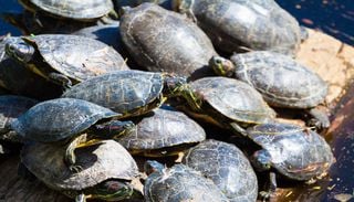 Les tortues de Floride, class&eacute;es toxiques et envahissantes, ont envahi les rivi&egrave;res fran&ccedil;aises