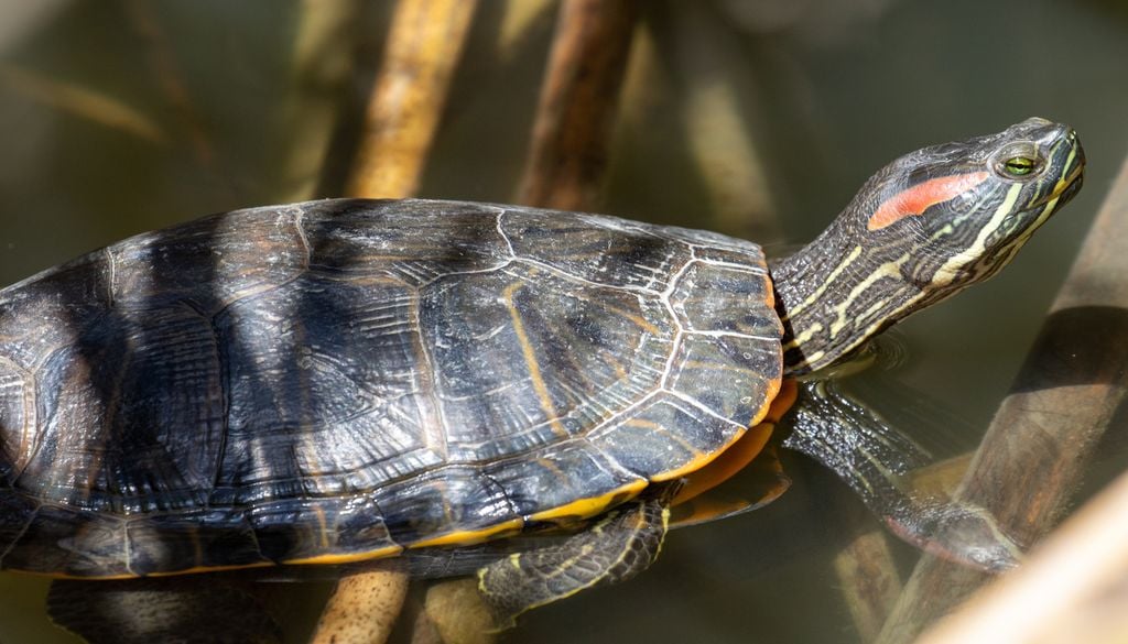 Le reptile peut dépasser les 20 cm et peser plus de 2 kg et a une grande capacité d'adaptation. Le reptile peut dépasser les 20 cm et peser plus de 2 kg et a une grande capacité d'adaptation.