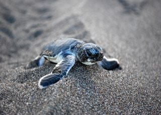 Les tortues marines, une espèce en danger face au réchauffement climatique