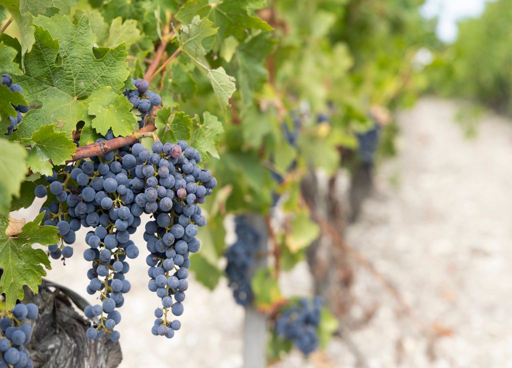 Pourquoi les viticulteurs sont-ils obligés d'arracher leur vignes ?