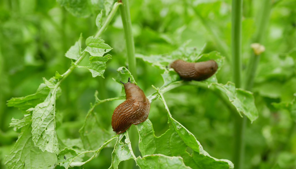 Poucas lesmas chegam para desfazer uma planta em duas ou três noites húmidas.