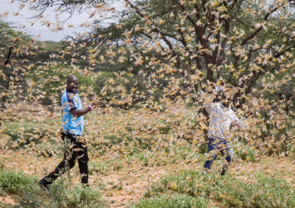 Infestação de gafanhotos na África Infestação de gafanhotos na África