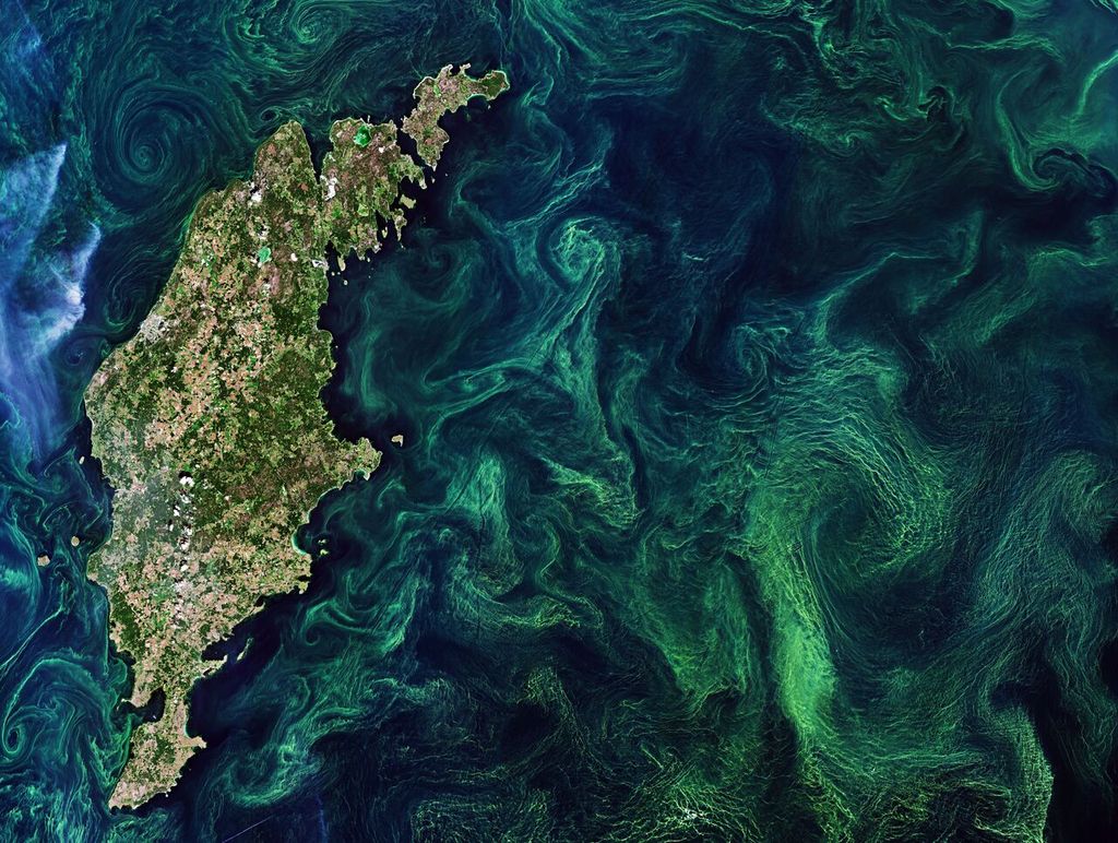 Wirbelnde Blüten von Algen und Cyanobakterien im Juli 2019 in der Ostsee nahe der schwedischen Insel Gotland. Wirbelnde Blüten von Algen und Cyanobakterien im Juli 2019 in der Ostsee nahe der schwedischen Insel Gotland.