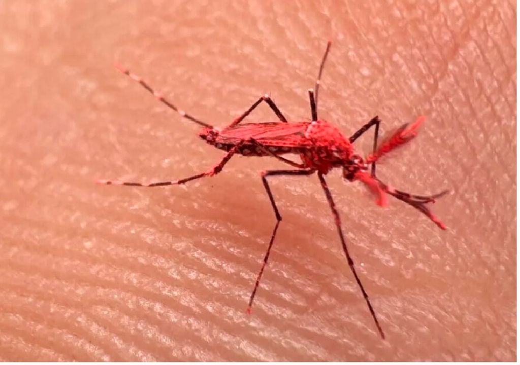 Liberan mosquitos estériles de color rojo flúor en Mendoza para combatir el dengue