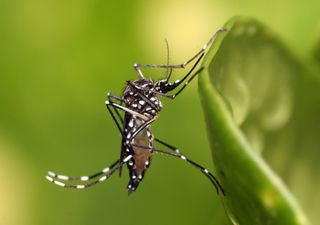 Millones de mosquitos transgénicos serán liberados en Florida