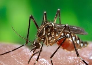 Liberarán más de 750 millones de mosquitos transgénicos en Florida