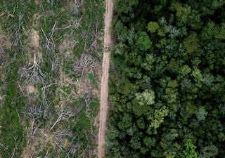 Libre de deforestación: así deberá ser la producción de carne y soja que la Argentina exportará a Europa