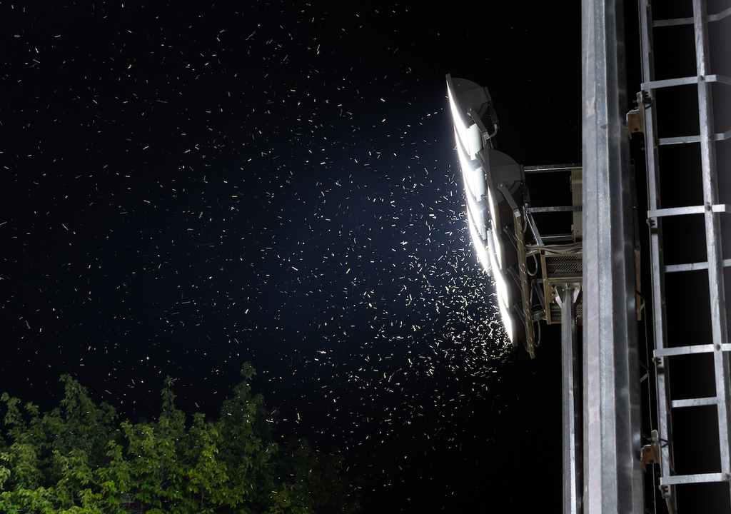 Lebenszyklus, Zuckmücke, Studienobjekt,Genexpressionsanalysen, Lichtverschmutzung