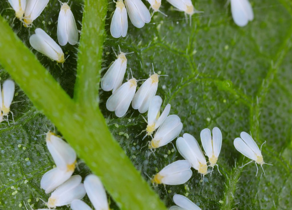 Les petites mouches blanches peuvent abîmer vos plantations. Les petites mouches blanches peuvent abîmer vos plantations.