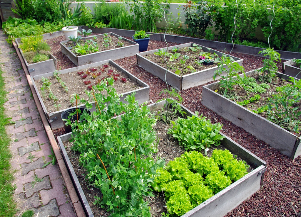 Surélever son potager ne sera pas totalement efficace contre les limaces ! Surélever son potager ne sera pas totalement efficace contre les limaces !