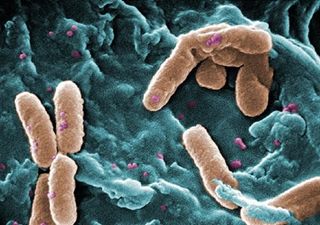 En los límites de la vida: bacterias capaces de sobrevivir 30 años en “agua pesada”, un medio muy tóxico