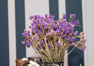 Limonium: The cut flower that never fades, ideal for floral arrangements