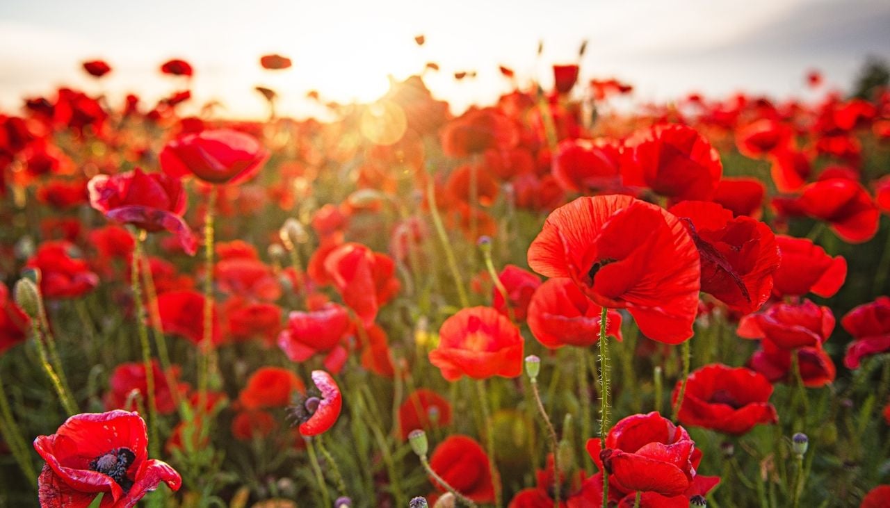 Les coquelicots apportent de la couleur et du mouvement au jardin. Pour s’épanouir, ils ont besoin d’un ensoleillement direct et d’un sol très bien drainé.