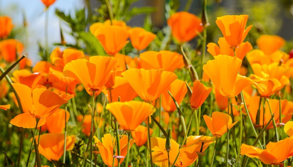 Avec ses teintes jaunes et orangées, le pavot de Californie est idéal pour les balcons ensoleillés et les espaces nécessitant peu d’entretien.