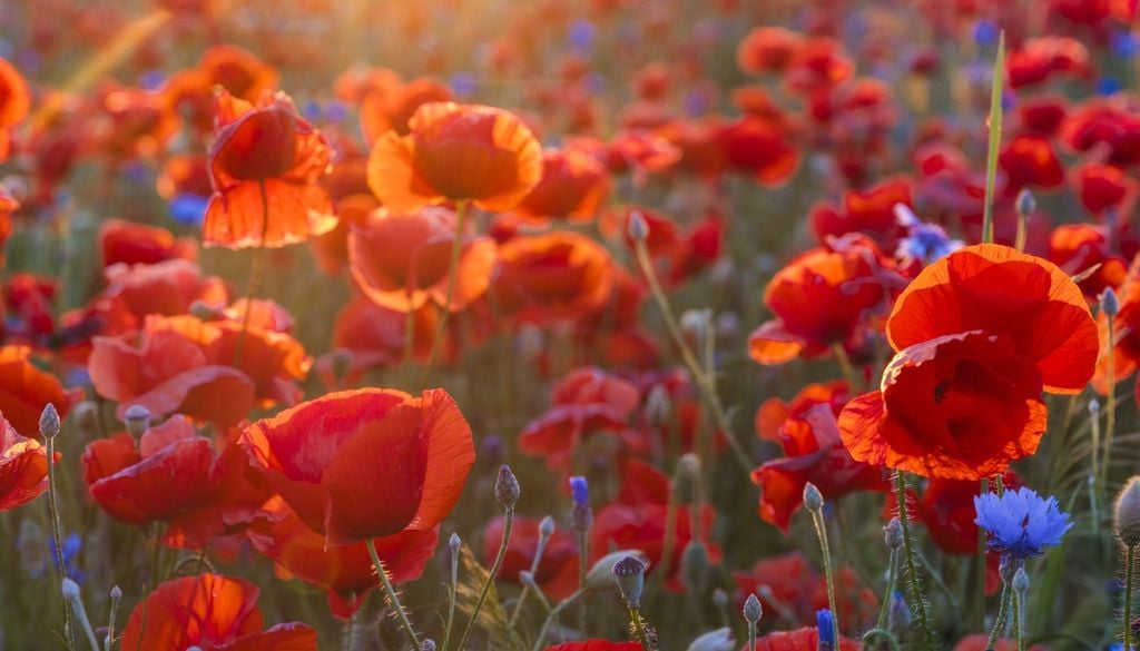 plantas Sus pétalos sedosos aportan color y calidez durante toda la primavera y el verano.