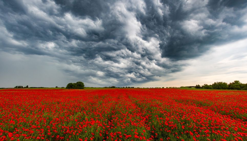 Les coquelicots apportent une touche de douceur soyeuse et un charme naturel à tous les espaces verts.
