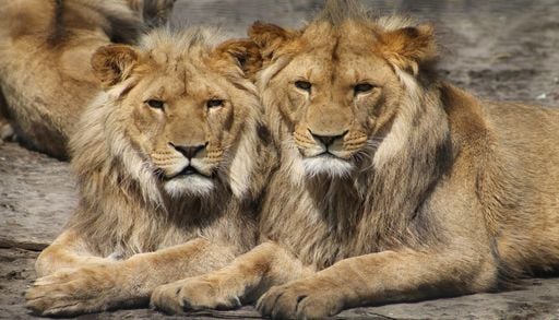 L&rsquo;avenir des lions asiatiques reste incertain, malgr&eacute; la hausse de la population