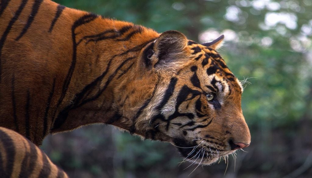 Le tigre du Bengale possède plus d'hectares qui lui sont dédiés Le tigre du Bengale possède plus d'hectares qui lui sont dédiés