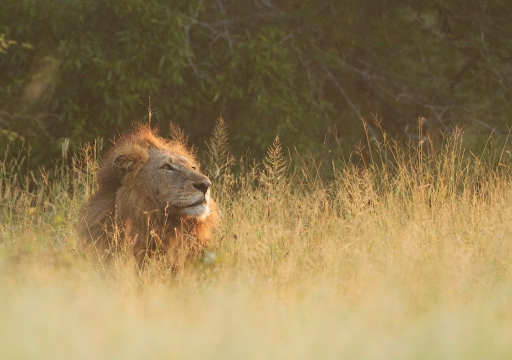 leões na África