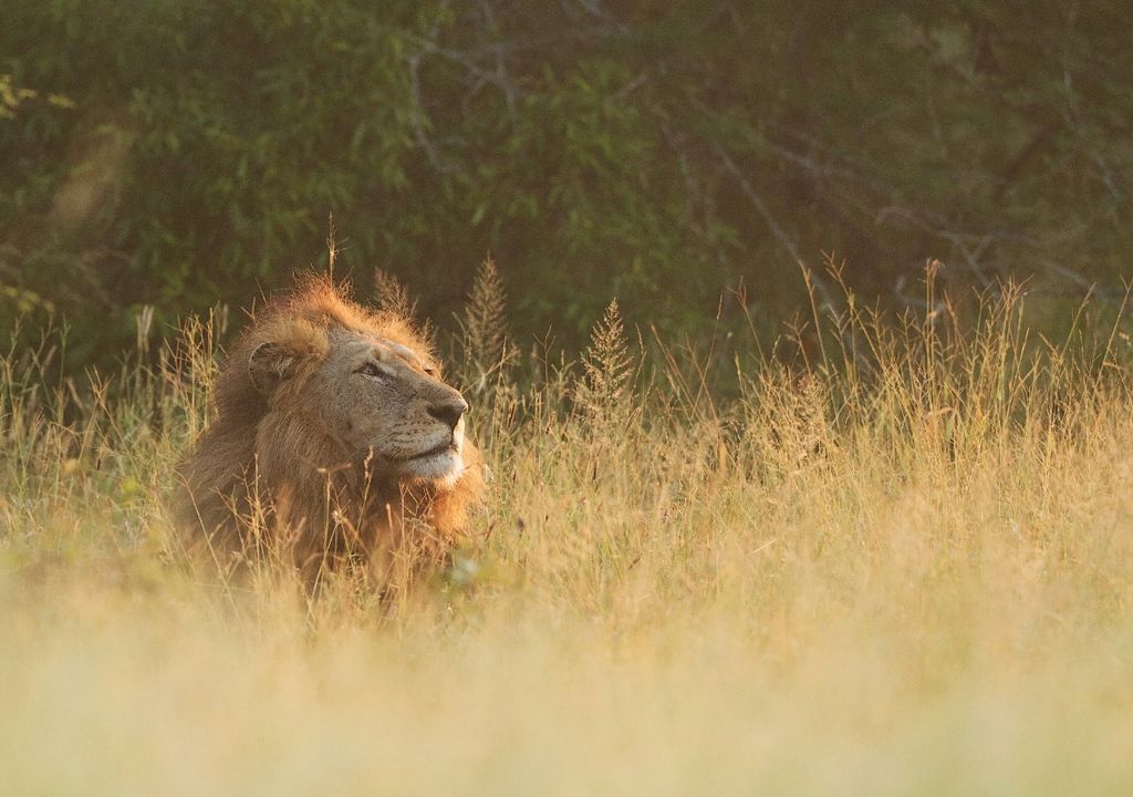 león apareciendo sobre la grama alta seca de la savana