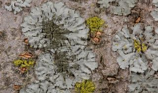 Liquencity: proyecto de ciencia ciudadana y calidad del aire