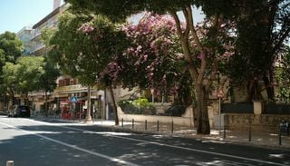 Lisboa vai plantar 2400 &aacute;rvores. Mas antes pode perder centenas