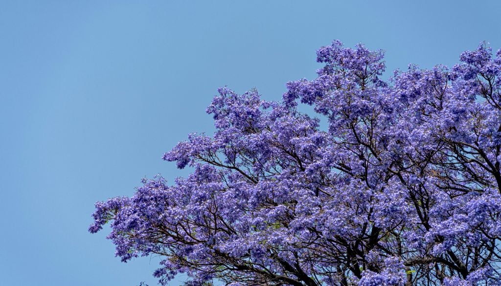 Jacarandás Lisboa Entre as espécies previstas encontram-se jacarandás e tipuanas. Foto ilustrativas: Unsplash