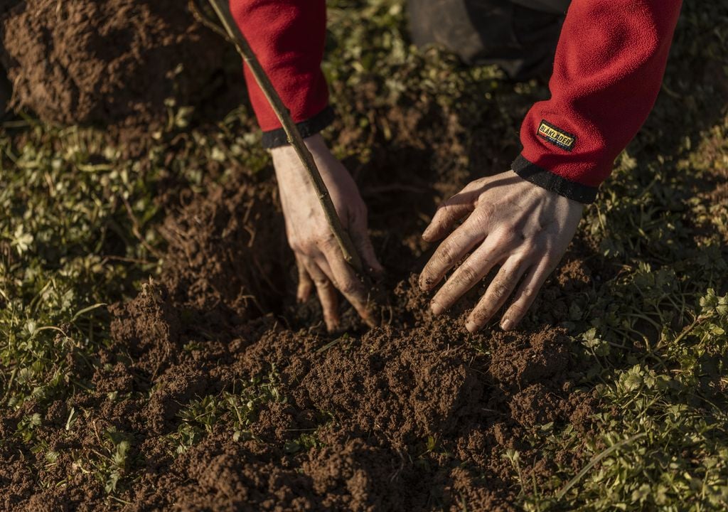 Black poplar being planted at Killerton, Devon © National Trust Images James Beck