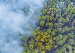 Llega ayuda internacional para sofocar los incendios que afectan la amazonía boliviana 