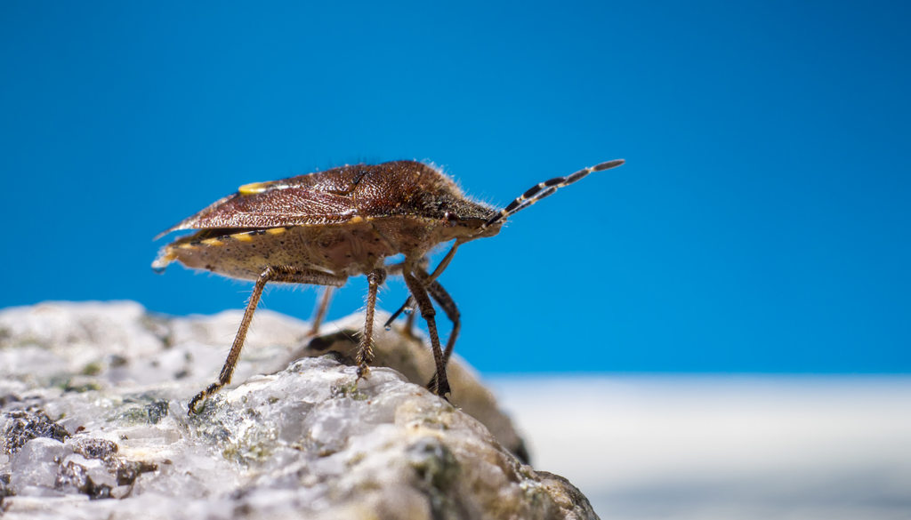Cucaracha Las zonas húmedas y oscuras, en días cálidos, son propensas para la aparición de cucarachas.