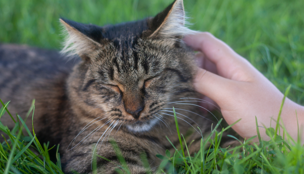 gatuno; cat lovers; Mexico; noticia Los gatos son el segundo animal de compañía más numeroso en los hogares mexicanos, con unos 19.2 millones de ejemplares, según el INEGI.