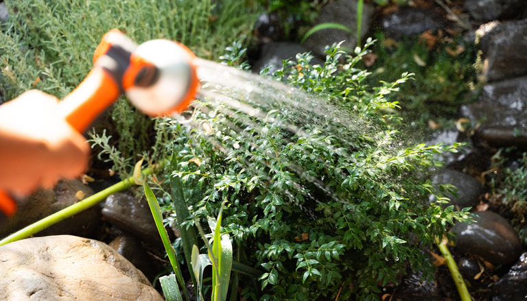 Estas son las mejores horas para regar tus plantas en verano, seg&uacute;n un ingeniero agr&oacute;nomo