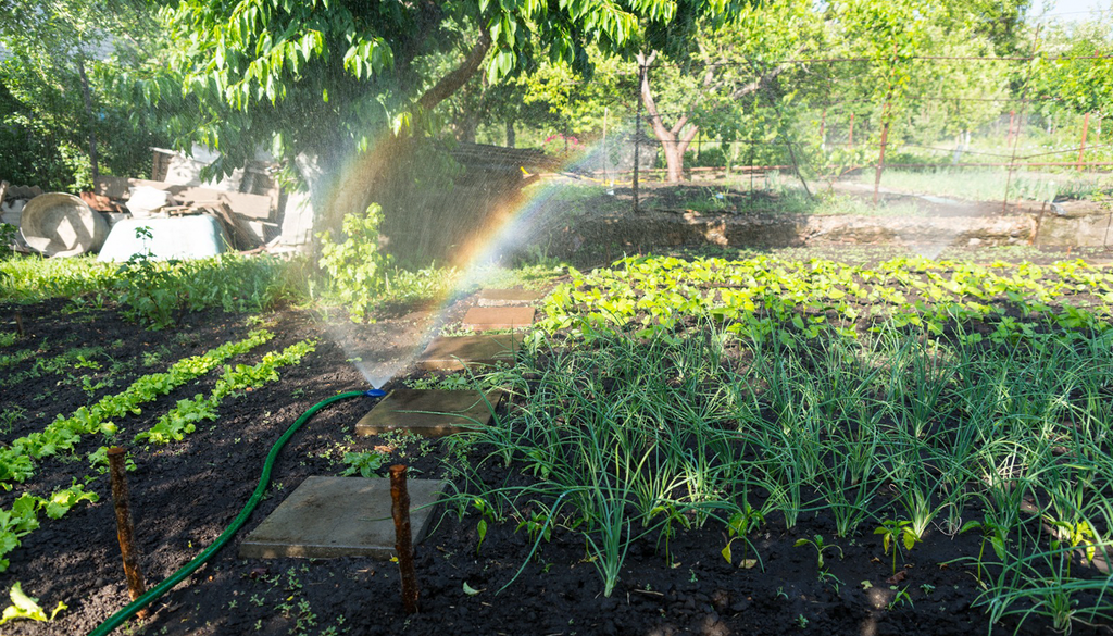 Explicamos cuándo es el mejor momento para regar las plantas en verano.