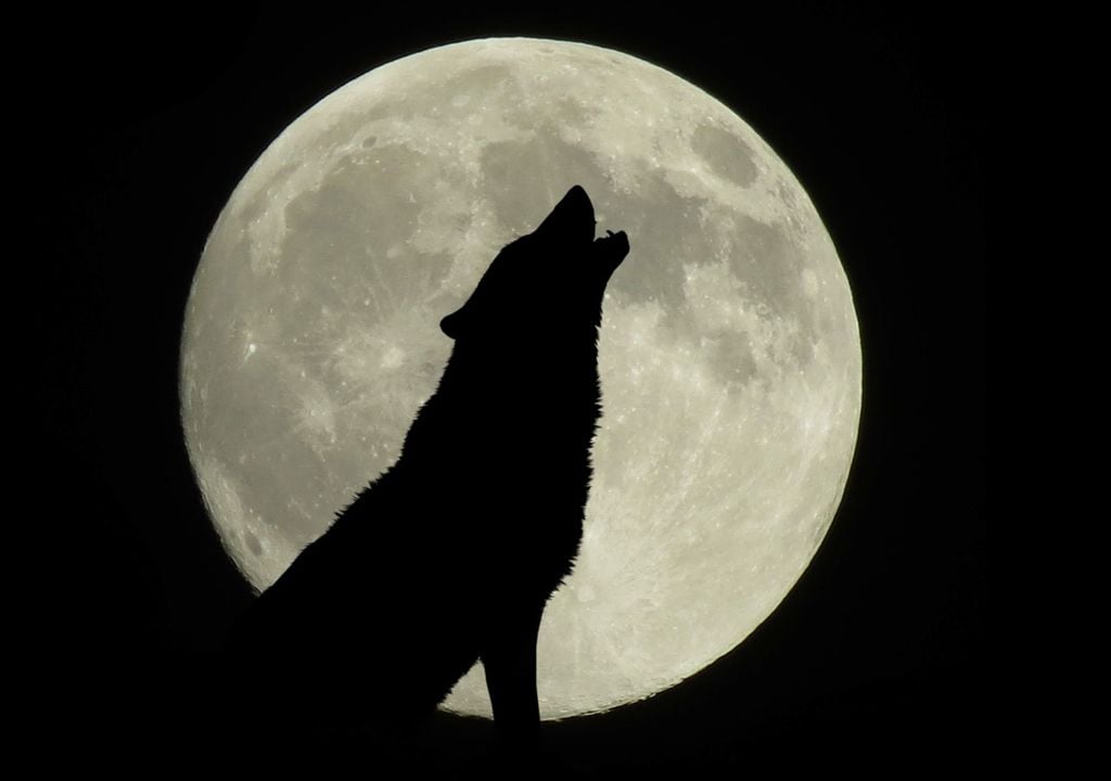 sombra de un lobo, aullando en frente a la luna