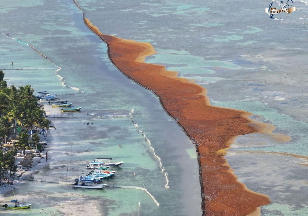 emergencia; accion ambiental; desastres naturales; algas; playas; biodiversidad; costa; Caribe; Mexico emergencia; accion ambiental; desastres naturales; algas; playas; biodiversidad; costa; Caribe; Mexico