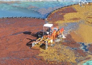 Warnung vor der massiven Ankunft von Sargassum, die auf den Antillen und in der Karibik Rekorde bricht