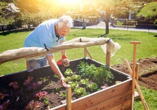 ¡Llegó mayo y es hora de sembrar! Aprovechá la temporada para cultivar tus propias hortalizas