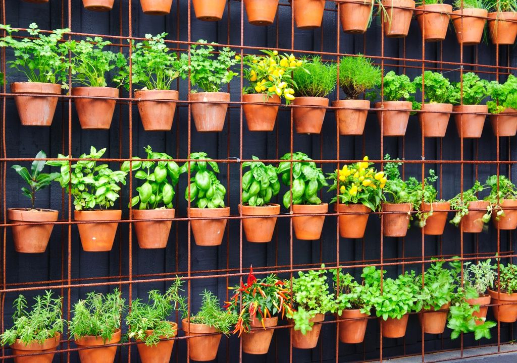 aromaticas, hierbas aromaticas, hierbas