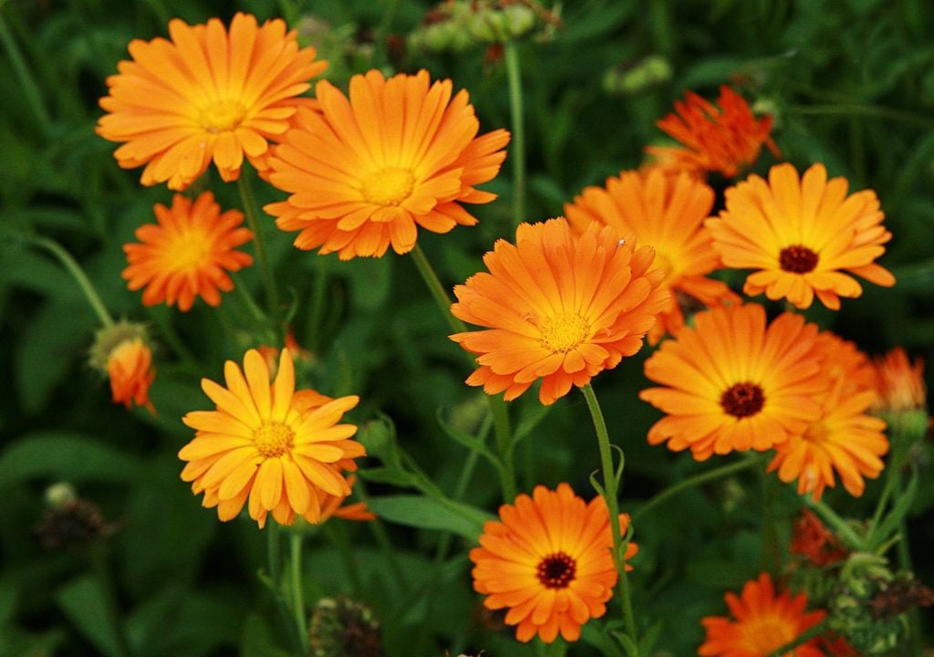 calendula calendula